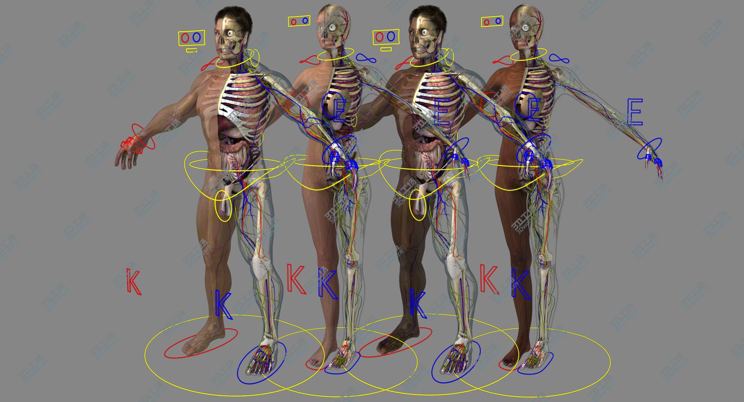 images/goods_img/20210113/3D Ultimate Rigged Anatomy Combo(1)/3.jpg
